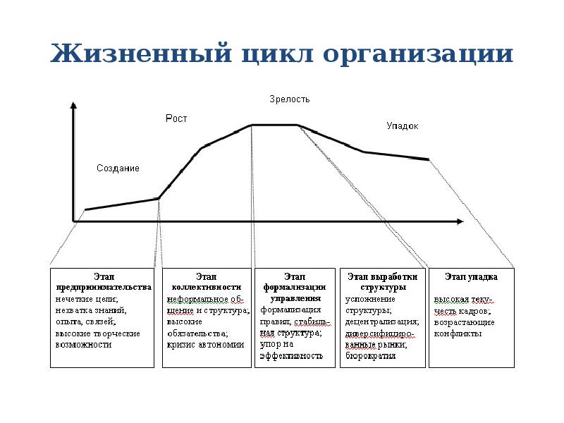 Презентация жизненный цикл организации