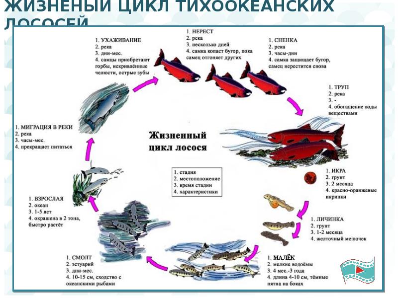 Презентация миграция лосося