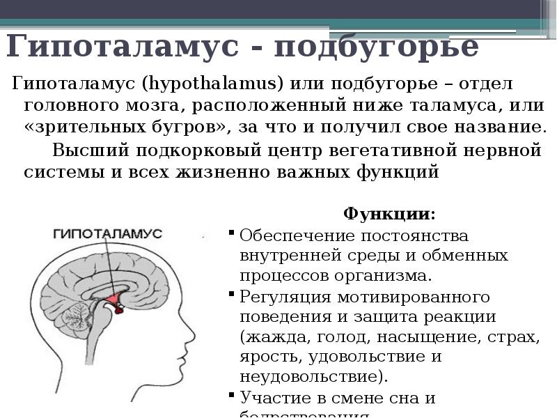 Болевой центр в мозге. Таламус гипоталамус гипофиз. Гипоталамус это отдел промежуточного мозга. Функции таламуса мозга. Функции отделов головного мозга гипофиз.