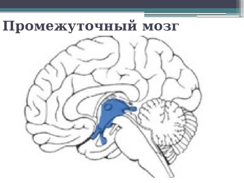 Мозг без подписей. Промежуточный мозг топография. Промежуточный мозг таламическая. Промежуточный мозг строение. Промежуточный мозг рисунок.