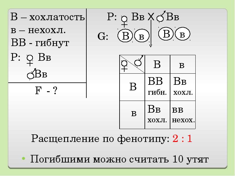 Неполное доминирование какое расщепление