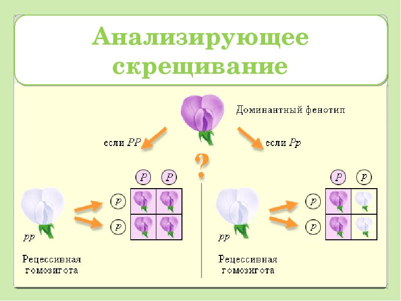 Анализирующее скрещивание неполное доминирование презентация 10 класс