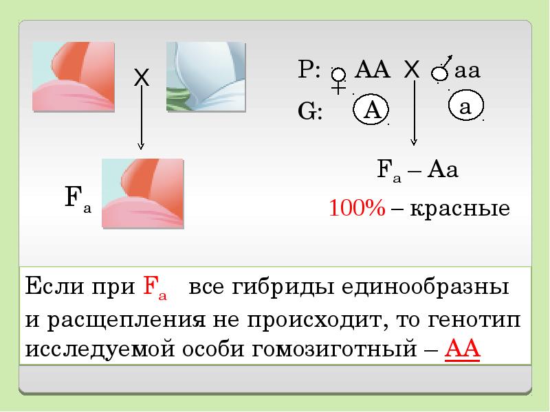 Расщепление при неполном доминировании. Неполное доминирование примеры. Задачи на неполное доминирование. Задача на неполное доминирование 9 класс с презентации.