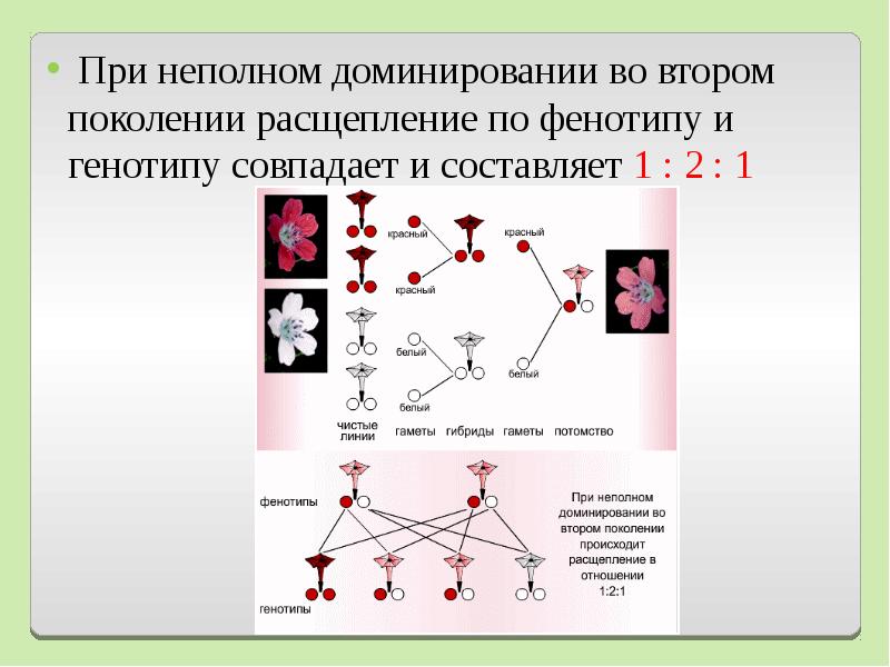 Эро фото доминирование