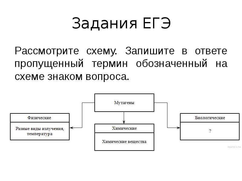 Рассмотрите схему запишите в ответе пропущенный термин обозначенный на схеме знаком вопроса органоид