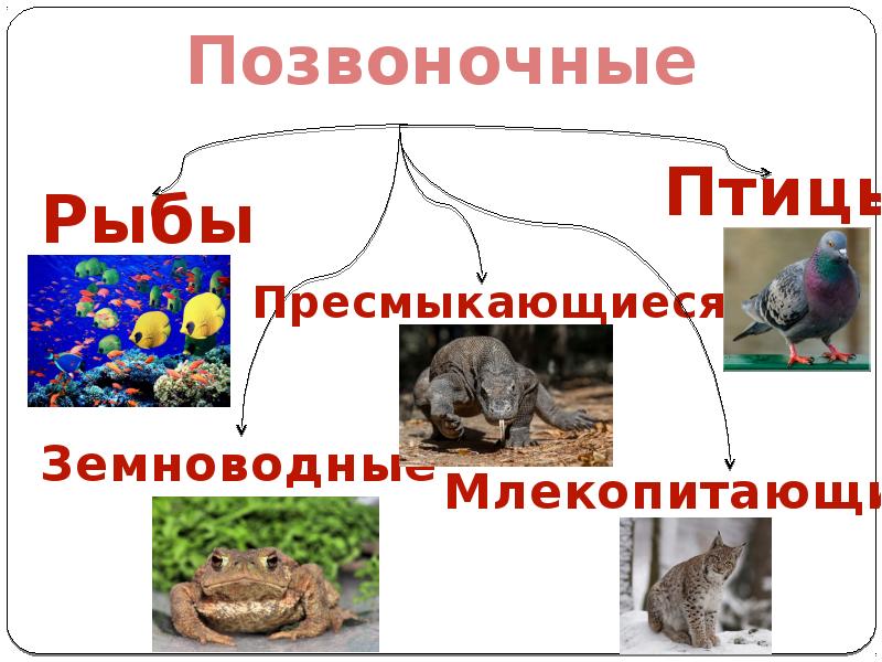 Презентация на тему позвоночные животные 5 класс