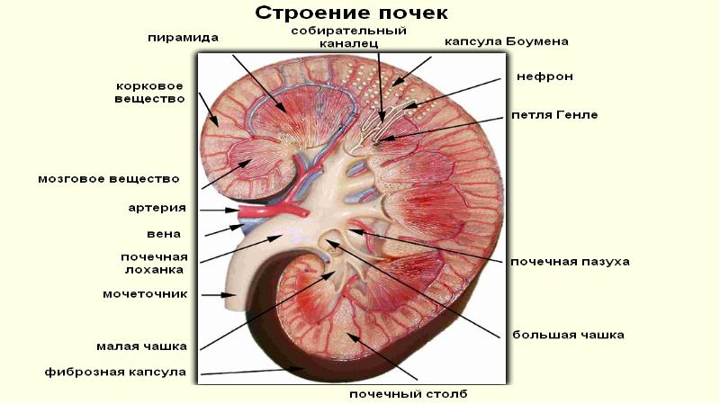 Схема строения почек разных видов животных