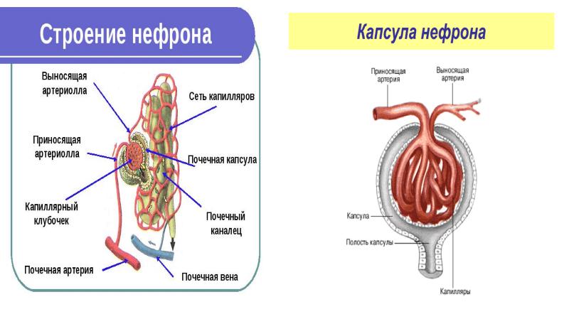 Структура нефрона рисунок