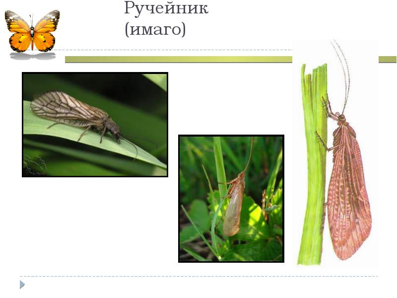 Имаго это у насекомых. Ручейник Имаго. Ручейники представители. Как выглядит Имаго.