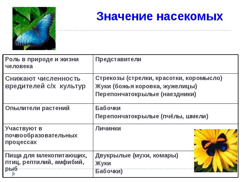 Общая характеристика представители. Общая характеристика насекомых. Значение класса насекомых. Класс насекомые общая характеристика. Значение насекомых в природе.