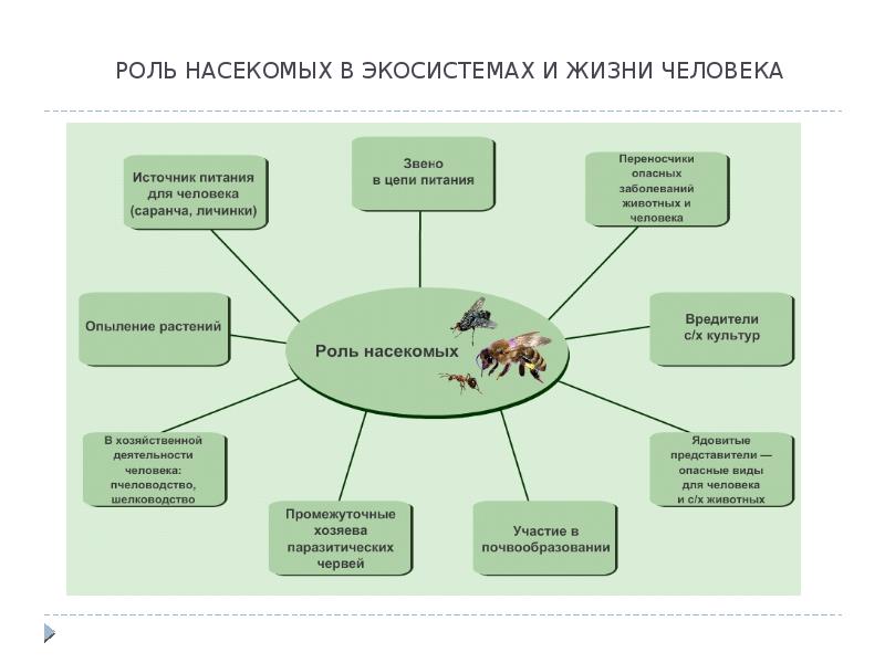 Презентация многообразие и значение животных. Сообщение насекомые носители болезней для растений.