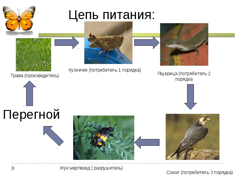 Многообразие и значение животных 5 класс презентация