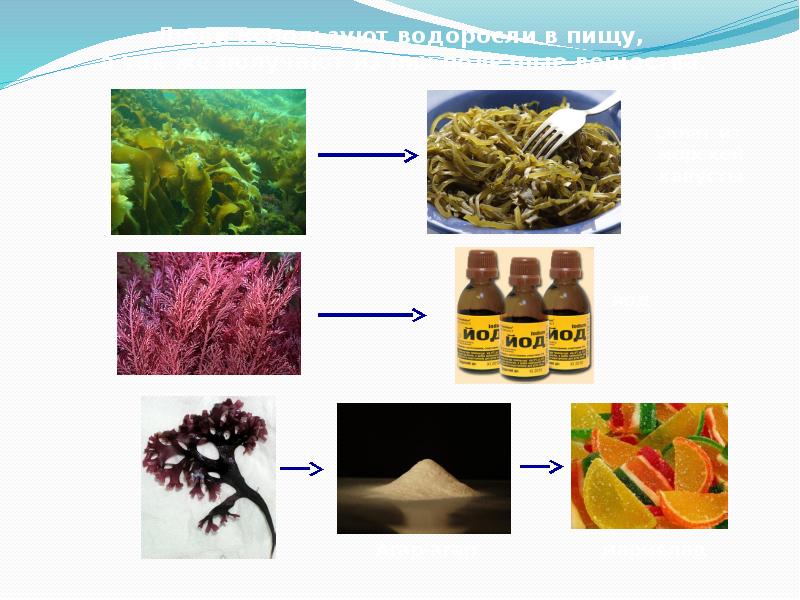 Питание водорослей. Водоросли которые употребляют в пищу. Человек в водорослях. Водоросли используют в пищу человек. Используется человеком в пищу водоросль.