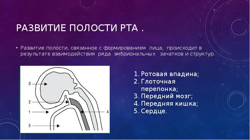 Развитие полости рта .
Развитие полости, связанное с формированием лица, происходит Развитие полости рта .
Развитие полости, связанное с формированием лица, происходит