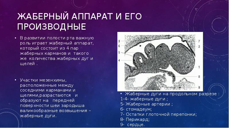 Развитие аппарата. Жаберный аппарат. Жаберный аппарат зародыша и его производные. Производные жаберных щелей. Жаберный аппарат гистология.