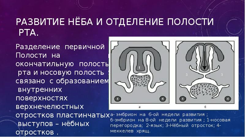 Развитие нёба и Отделение полости рта. Развитие нёба и Отделение полости рта.