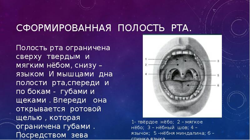 Сформированная полость рта. Сформированная полость рта.