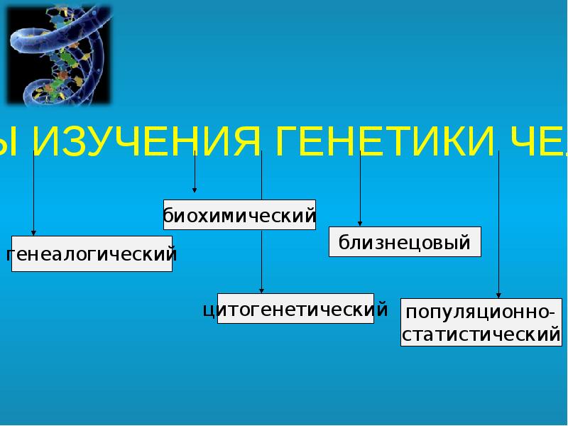 Презентация генетика человека 10 класс профильный уровень