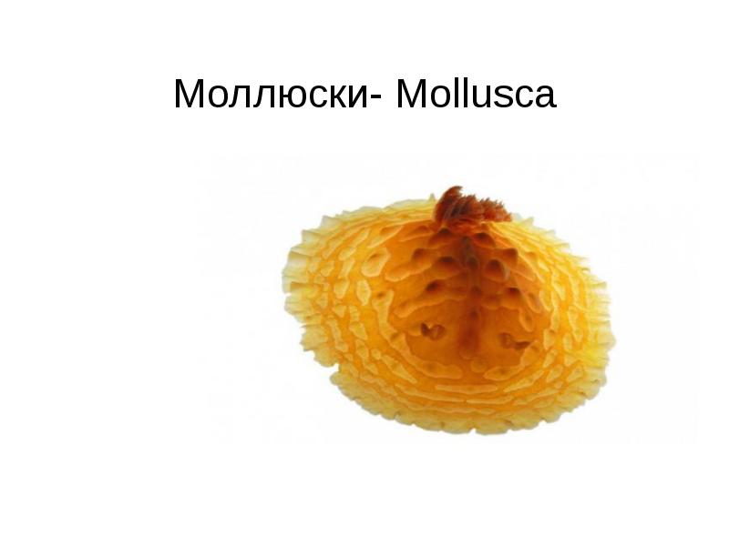 Моллюски- Mollusca Моллюски- Mollusca
