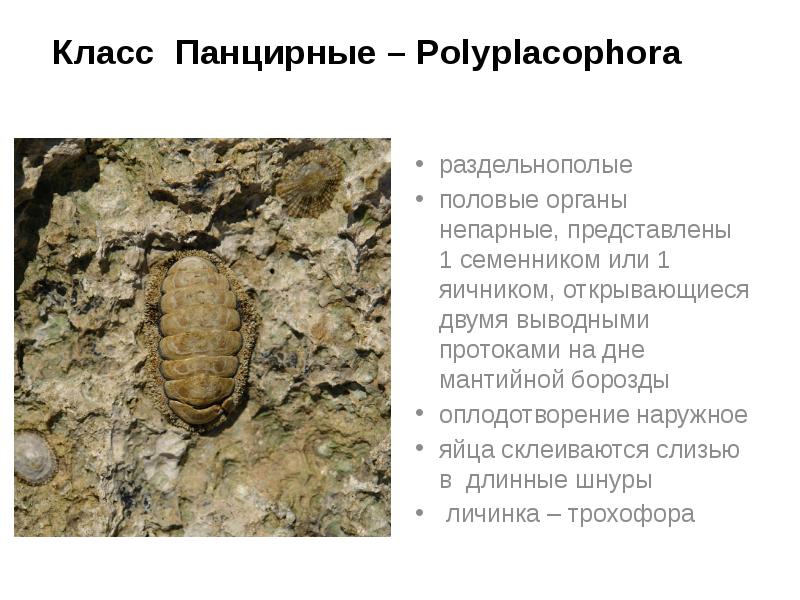 Класс Панцирные – Polyplacophora
раздельнополые
половые органы непарные, представлены 1 Класс Панцирные – Polyplacophora
раздельнополые
половые органы непарные, представлены 1