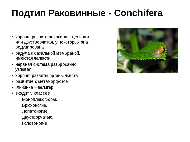 Подтип Раковинные - Conchifera
хорошо развита раковина – цельная или двустворчатая, Подтип Раковинные - Conchifera
хорошо развита раковина – цельная или двустворчатая,