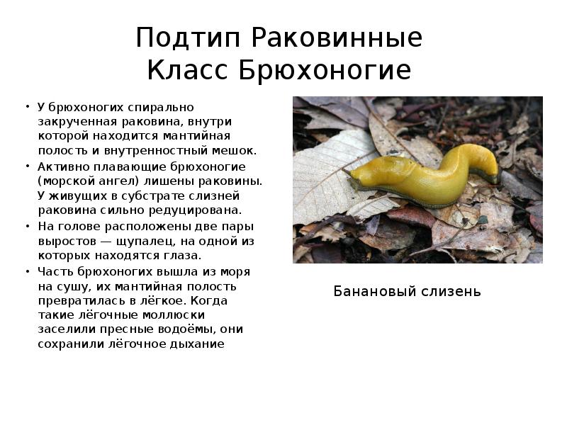 Подтип Раковинные Класс Брюхоногие
У брюхоногих спирально закрученная раковина, Подтип Раковинные Класс Брюхоногие
У брюхоногих спирально закрученная раковина,