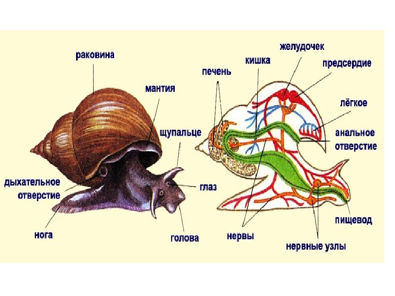 У моллюсков есть позвоночник. Печень у моллюсков. Замок у моллюсков. Белки у моллюсков.