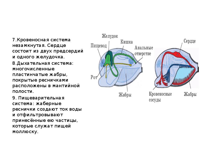 7.Кровеносная система незамкнутая. Сердце состоит из двух предсердий и одного желудочка.
7.Кровеносная система незамкнутая. Сердце состоит из двух предсердий и одного желудочка.