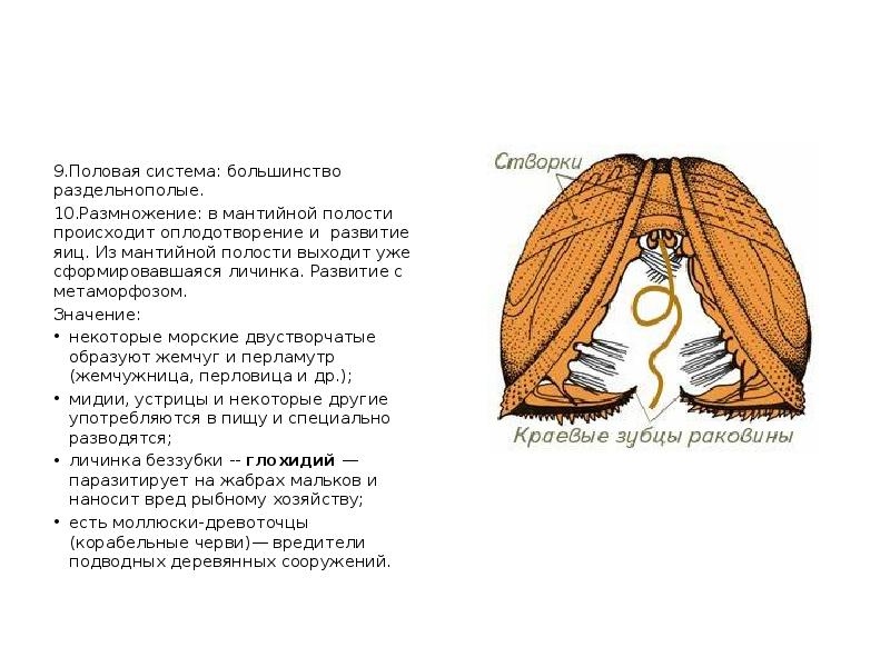 9.Половая система: большинство раздельнополые.
10.Размножение: в мантийной полости происходит оплодотворение и 9.Половая система: большинство раздельнополые.
10.Размножение: в мантийной полости происходит оплодотворение и