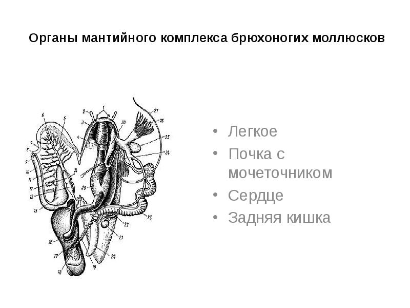 Органы мантийного комплекса брюхоногих моллюсков
Легкое
Почка с мочеточником
Сердце
Задняя Органы мантийного комплекса брюхоногих моллюсков
Легкое
Почка с мочеточником
Сердце
Задняя