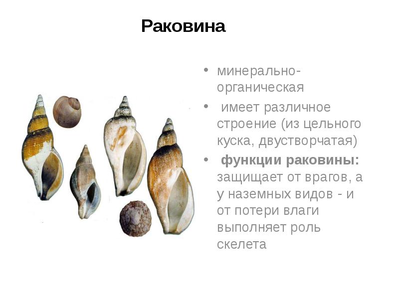 Раковина
минерально-органическая
имеет различное строение (из цельного куска, двустворчатая)
Раковина
минерально-органическая
имеет различное строение (из цельного куска, двустворчатая)