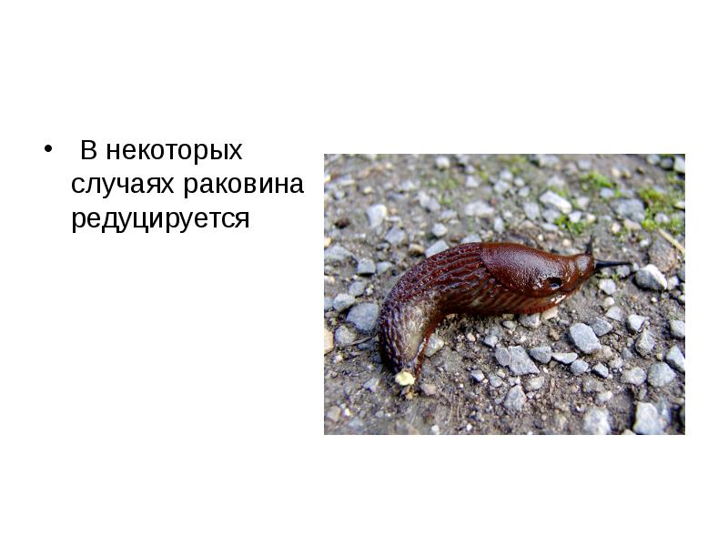 В некоторых случаях раковина редуцируется
В некоторых случаях раковина редуцируется В некоторых случаях раковина редуцируется
В некоторых случаях раковина редуцируется