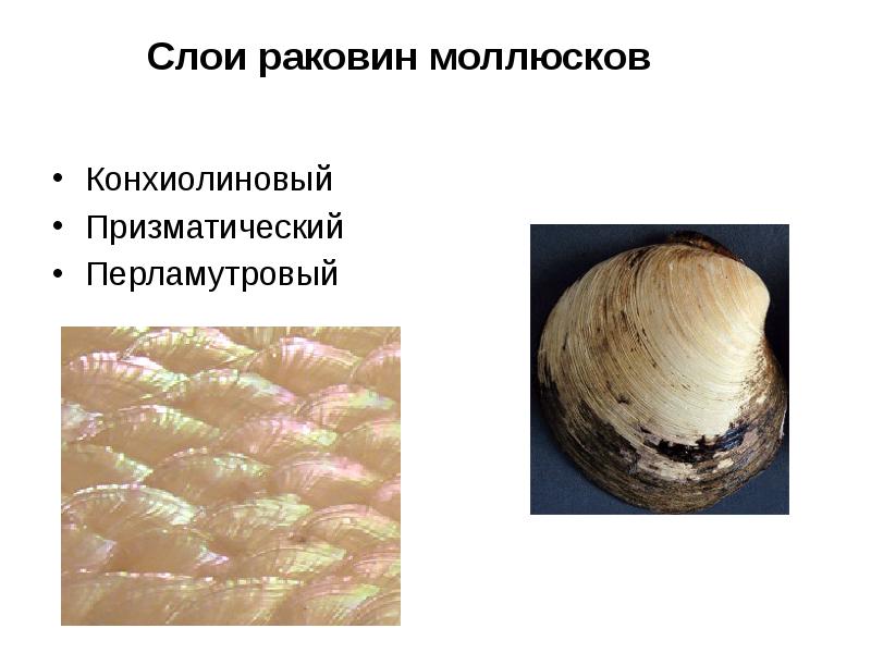 Слои раковин моллюсков
Конхиолиновый
Призматический
Перламутровый Слои раковин моллюсков
Конхиолиновый
Призматический
Перламутровый