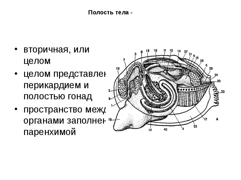 Полость тела -
вторичная, или целом
целом представлен перикардием и полостью Полость тела -
вторичная, или целом
целом представлен перикардием и полостью