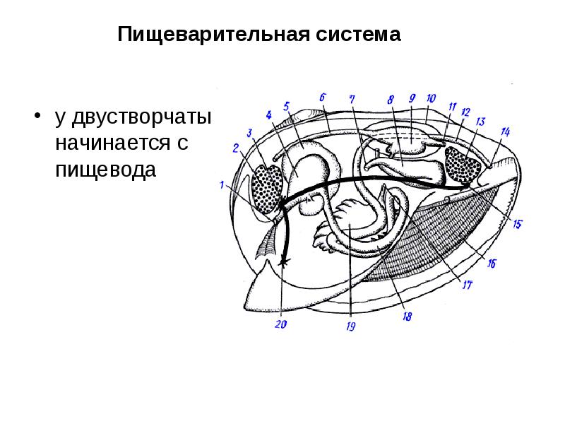 Нервная система двустворчатых. Пищеварительная система двустворчатых моллюсков. Пищеварительная система двустворчатых. Антенны у моллюсков.