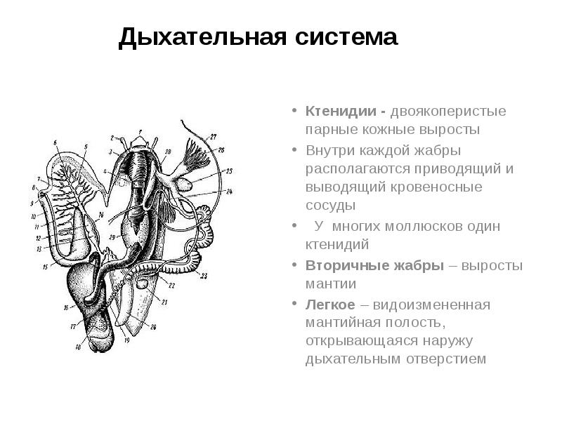 Дыхательная система
Ктенидии - двоякоперистые парные кожные выросты
Внутри каждой жабры Дыхательная система
Ктенидии - двоякоперистые парные кожные выросты
Внутри каждой жабры