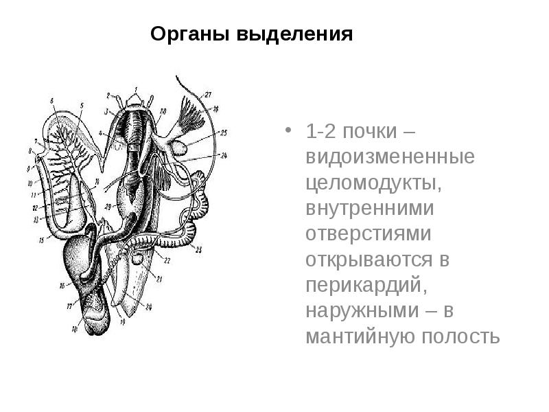 Органы выделения
1-2 почки – видоизмененные целомодукты, внутренними отверстиями открываются в Органы выделения
1-2 почки – видоизмененные целомодукты, внутренними отверстиями открываются в