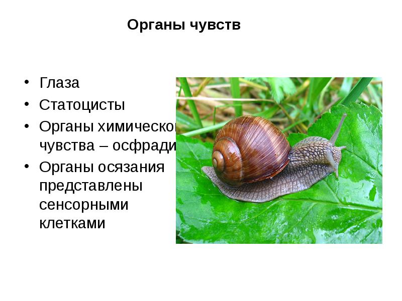 Органы чувств
Глаза
Статоцисты
Органы химического чувства – осфрадии
Органы осязания Органы чувств
Глаза
Статоцисты
Органы химического чувства – осфрадии
Органы осязания