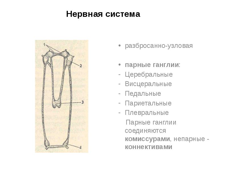 Имеет разбросанно узловую нервную