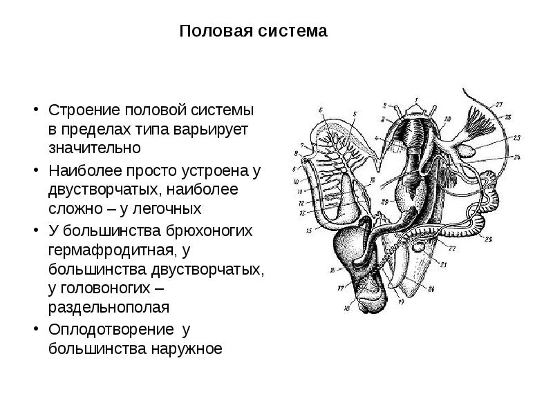 Полова система