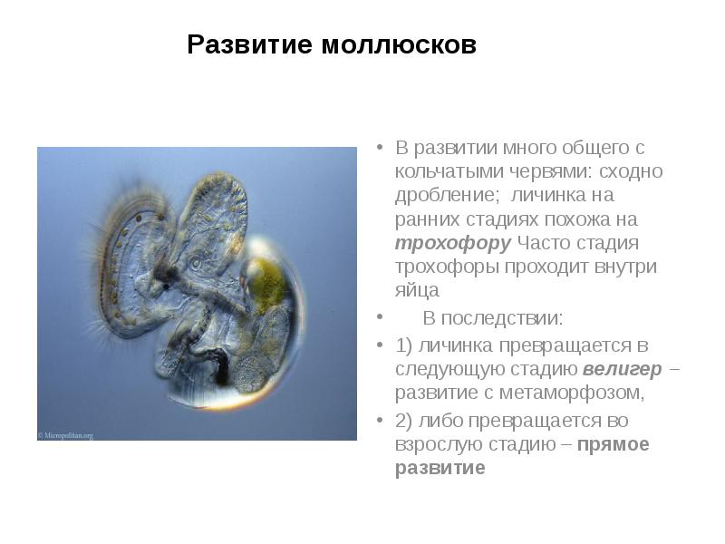 Развитие моллюсков
В развитии много общего с кольчатыми червями: сходно дробление; Развитие моллюсков
В развитии много общего с кольчатыми червями: сходно дробление;