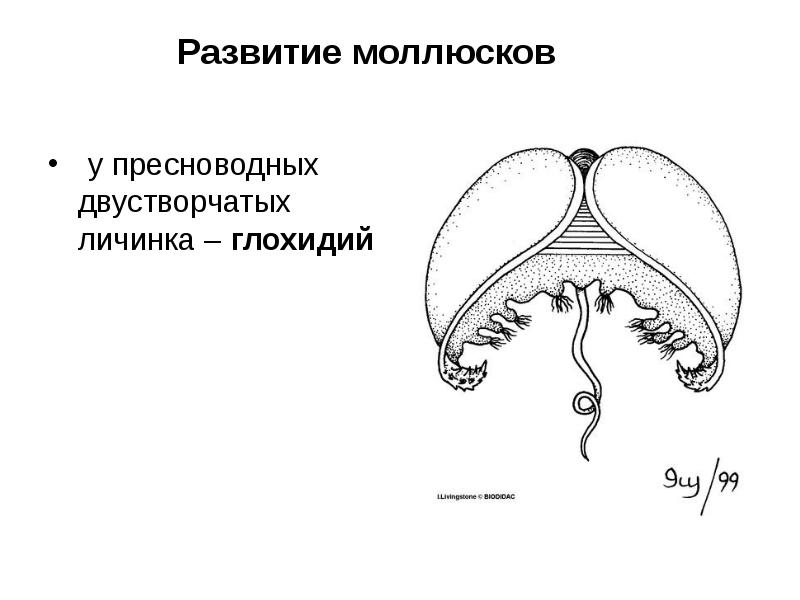 Развитие моллюсков