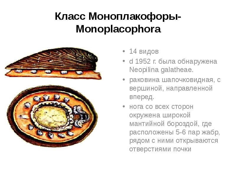 Класс Моноплакофоры- Monoplacophora
14 видов
d 1952 г. была обнаружена Neopilina Класс Моноплакофоры- Monoplacophora
14 видов
d 1952 г. была обнаружена Neopilina