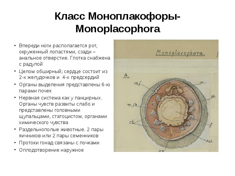 Класс Моноплакофоры- Monoplacophora
Впереди ноги располагается рот, окруженный лопастями, сзади – Класс Моноплакофоры- Monoplacophora
Впереди ноги располагается рот, окруженный лопастями, сзади –