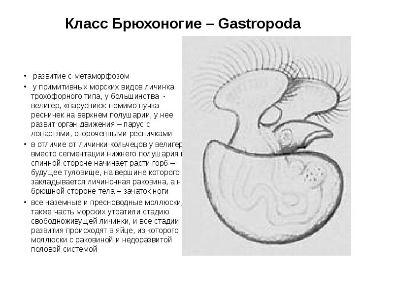 Класс Брюхоногие – Gastropoda
развитие с метаморфозом
у примитивных Класс Брюхоногие – Gastropoda
развитие с метаморфозом
у примитивных