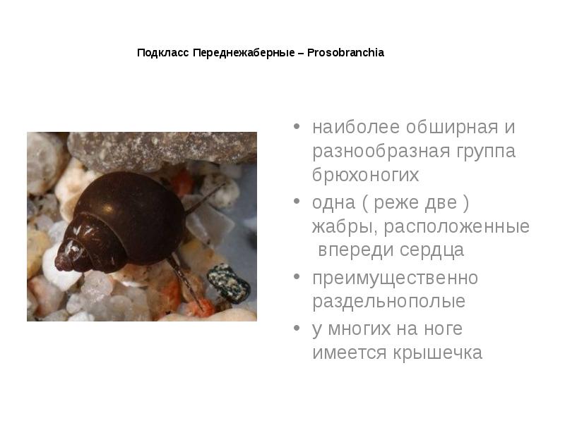 Подкласс Переднежаберные – Prosobranchia
наиболее обширная и разнообразная группа брюхоногих
одна Подкласс Переднежаберные – Prosobranchia
наиболее обширная и разнообразная группа брюхоногих
одна