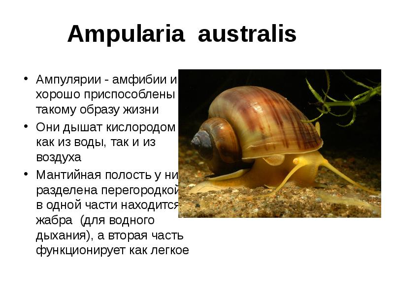 Ampularia australis
Ампулярии - амфибии и хорошо приспособлены к такому Ampularia australis
Ампулярии - амфибии и хорошо приспособлены к такому