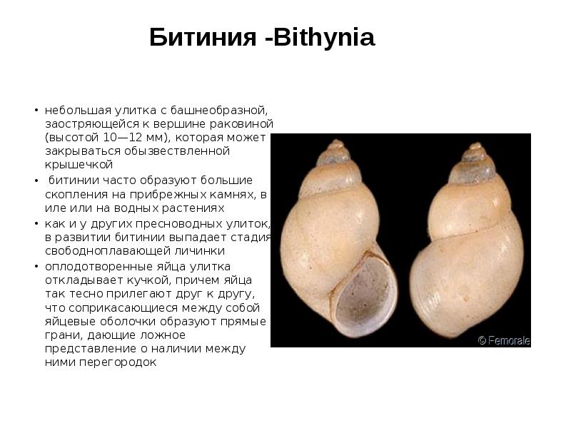 Битиния -Bithynia
небольшая улитка с башнеобразной, заостряющейся к вершине раковиной (высотой Битиния -Bithynia
небольшая улитка с башнеобразной, заостряющейся к вершине раковиной (высотой
