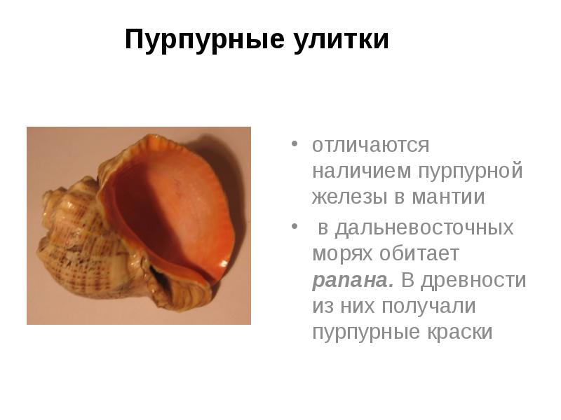 Пурпурные улитки
отличаются наличием пурпурной железы в мантии
в дальневосточных Пурпурные улитки
отличаются наличием пурпурной железы в мантии
в дальневосточных
