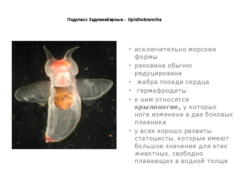 Подкласс Заднежаберные – Opisthobranchia
исключительно морские формы
раковина обычно редуцирована
Подкласс Заднежаберные – Opisthobranchia
исключительно морские формы
раковина обычно редуцирована